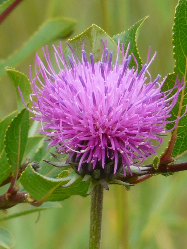 Ackerkratzdistel im Engadin