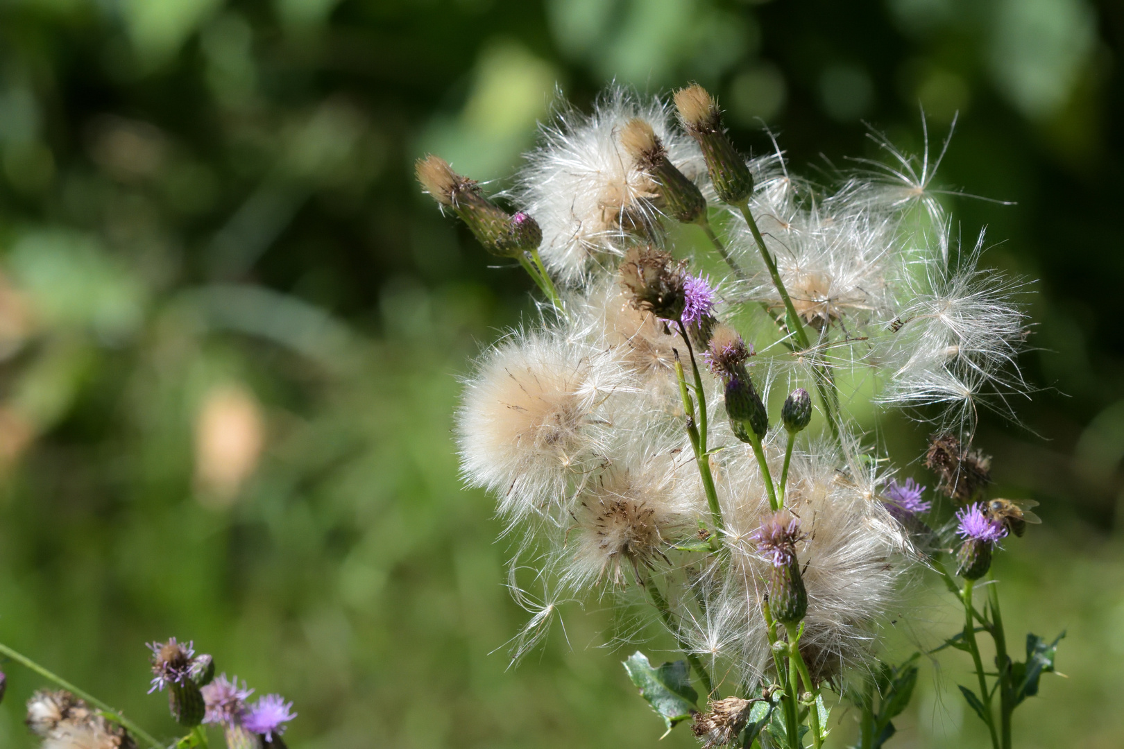 Ackerkratzdistel - so ein barscher Name für so ein tolles Gewächs!