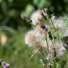 Ackerkratzdistel - so ein barscher Name für so ein tolles Gewächs!