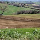 Ackerland im Fruehling