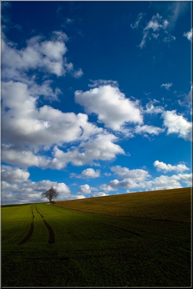 Ackerland mit Baum