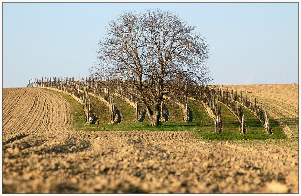 Ackerland und Wein