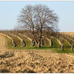 Ackerland und Wein