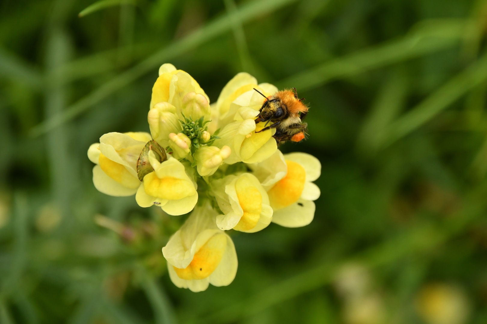 Ackerlöwenmaul Mit Besucherin