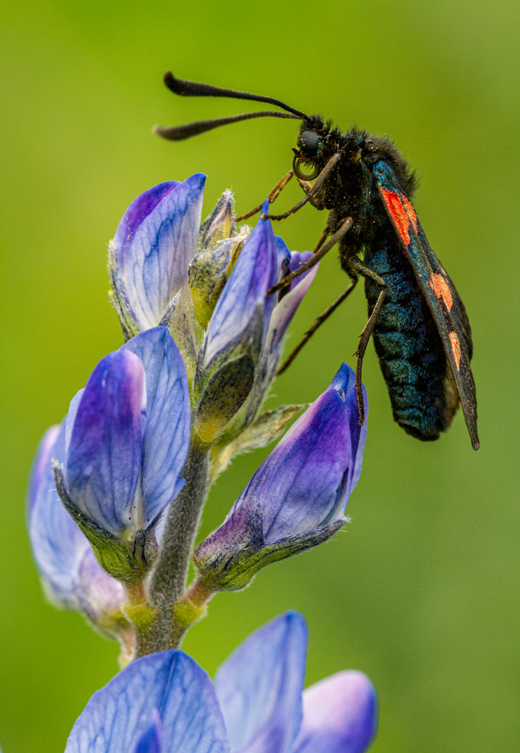 Ackerlupine