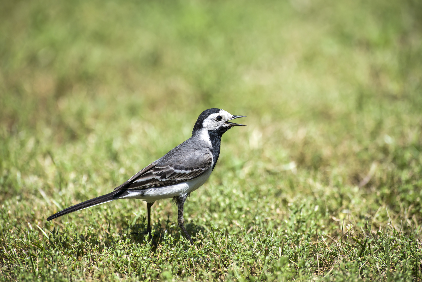 Ackermännchen im unserem Garten.