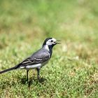 Ackermännchen im unserem Garten.