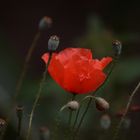 Ackermohn