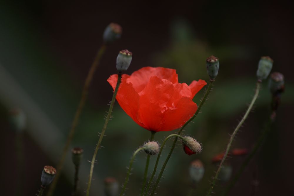 Ackermohn