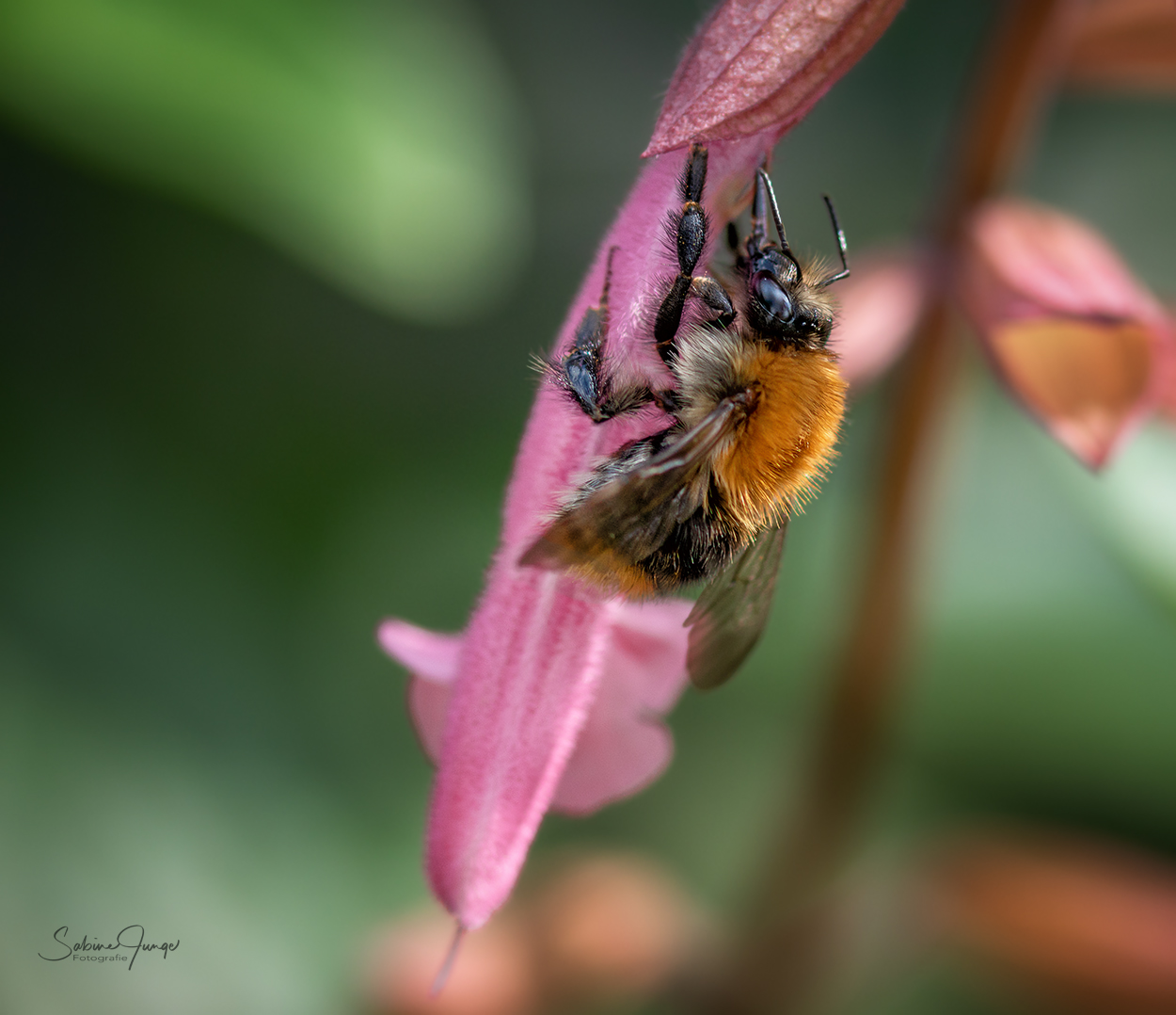 Ackernde Ackerhummel  ;-)