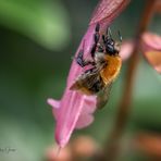 Ackernde Ackerhummel  ;-)