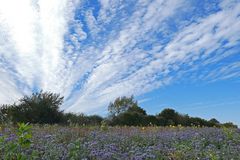 Ackerrand - Blühstreifen mit Wolken