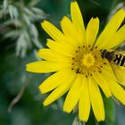 Ackerringelblume "Calendula arvensis"