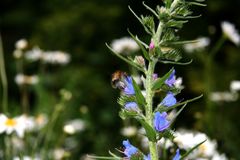 Ackerrittersporn - NEIN gemeiner Natternkopf