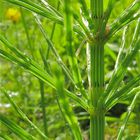 Ackerschachtelhalm - Equisetum arvense