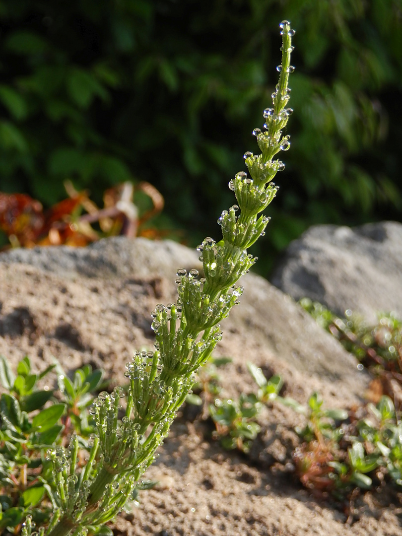 Ackerschachtelhalm (Equisetum arvense) - Vom Morgentau geküsst