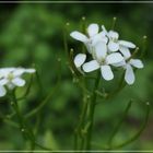 Ackerschmalwand (Arabidopsis thaliana) ?