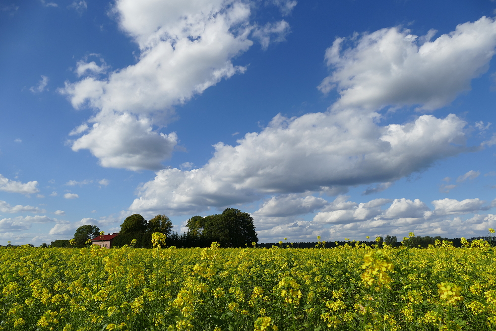 Ackersenf und blauer Himmel...