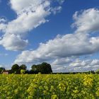 Ackersenf und blauer Himmel...