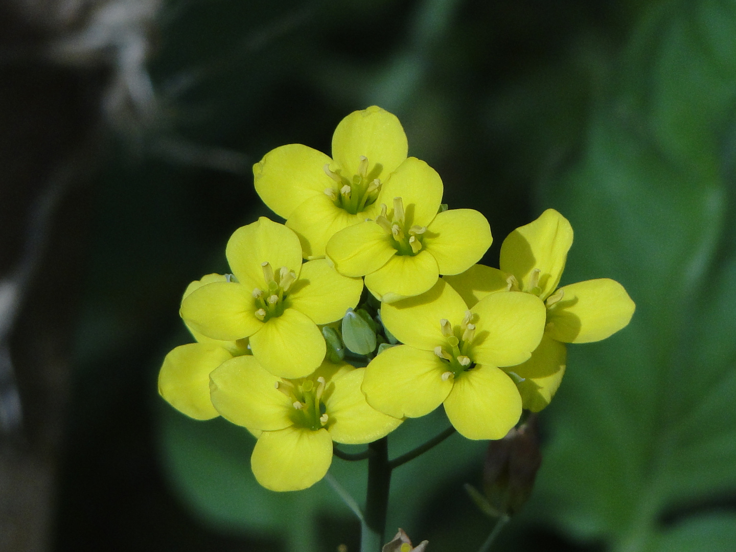 Ackersenf(Sinapis arvensis)