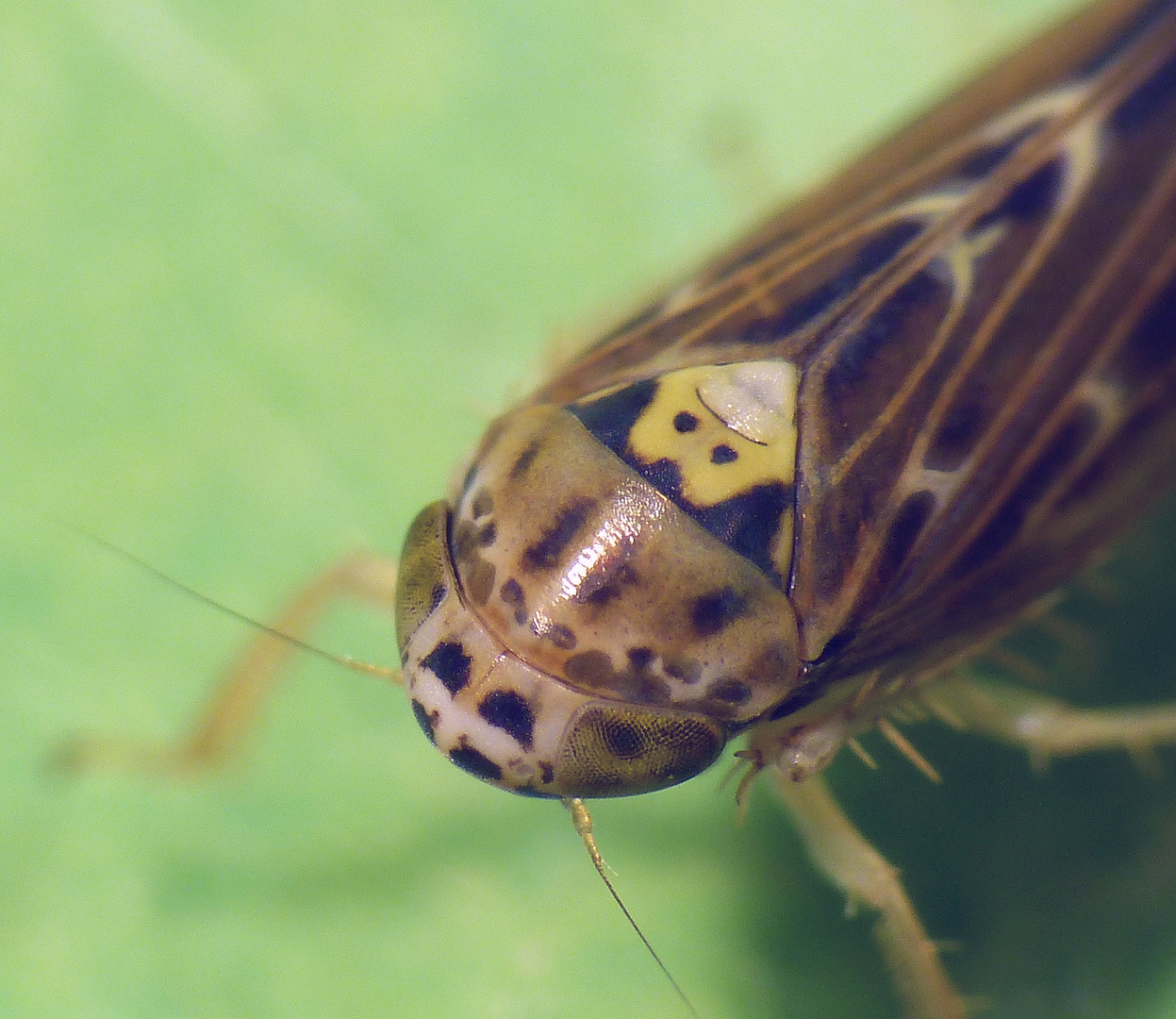 Ackerwanderzirpe (Macrosteles cf. laevis)