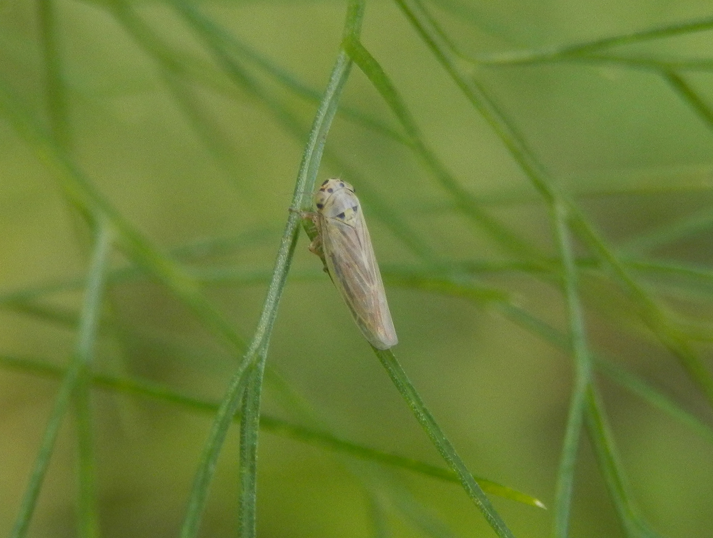 Ackerwanderzirpe (Macrosteles cf. laevis)