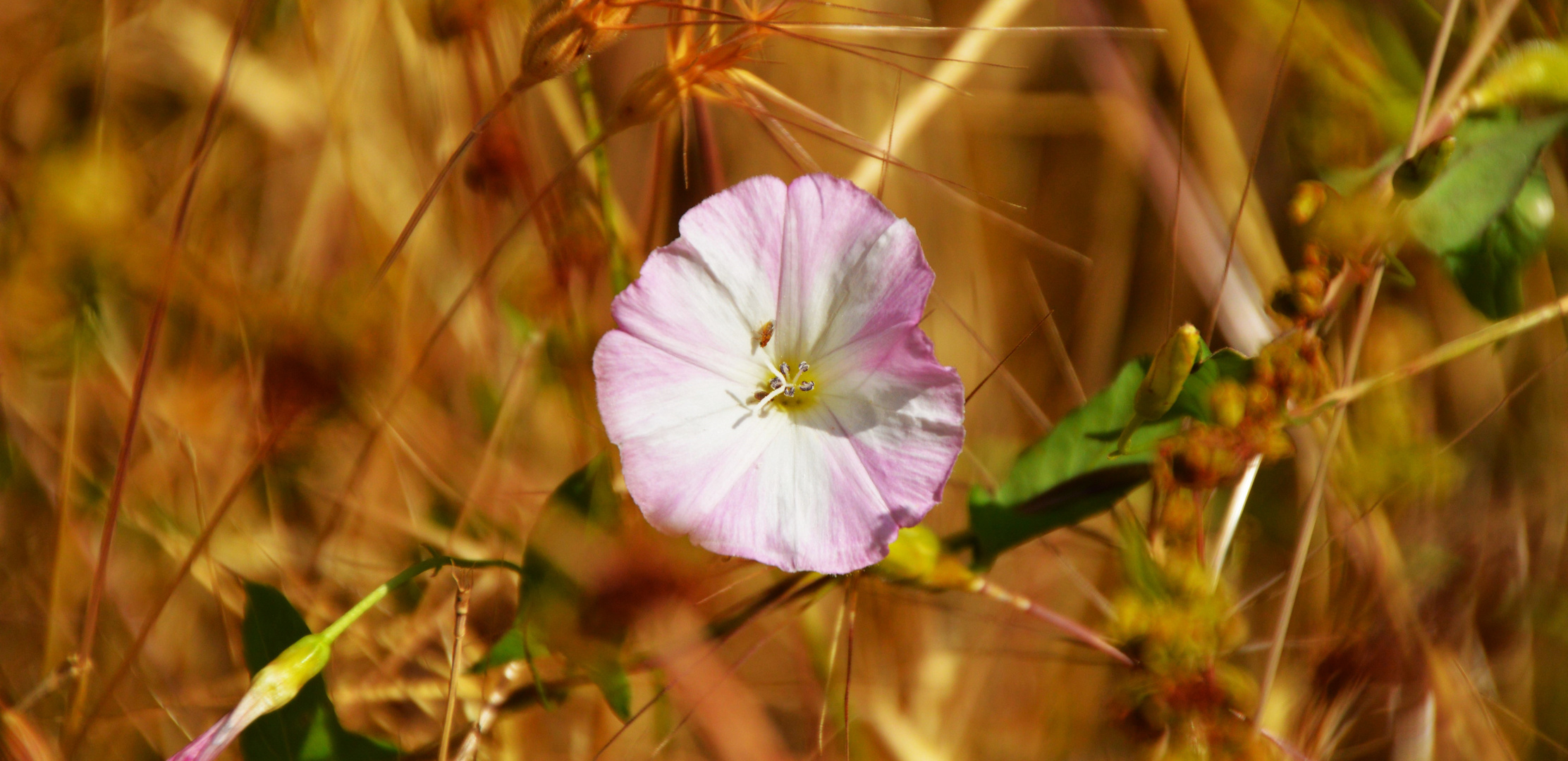 Ackerwinde