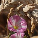 Ackerwinde am Feldrand