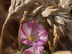 Ackerwinde am Feldrand