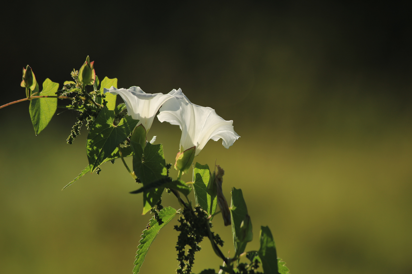 Ackerwinde (Convolvulus arvensis)