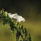 Ackerwinde (Convolvulus arvensis)