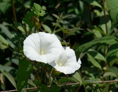 Ackerwinde (Convolvulus arvensis)