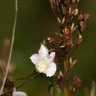 Ackerwinde im Herbst