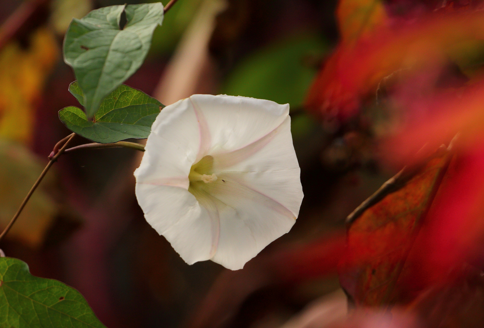 Ackerwinde im Herbst