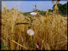 Ackerwinde im Kornfeld