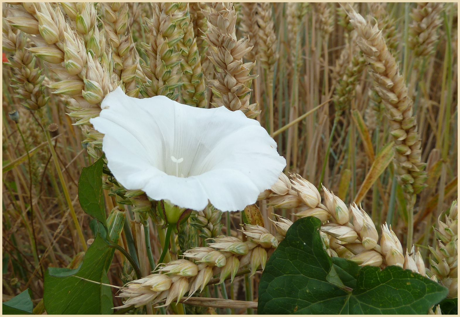 Ackerwinde im Weizenfeld