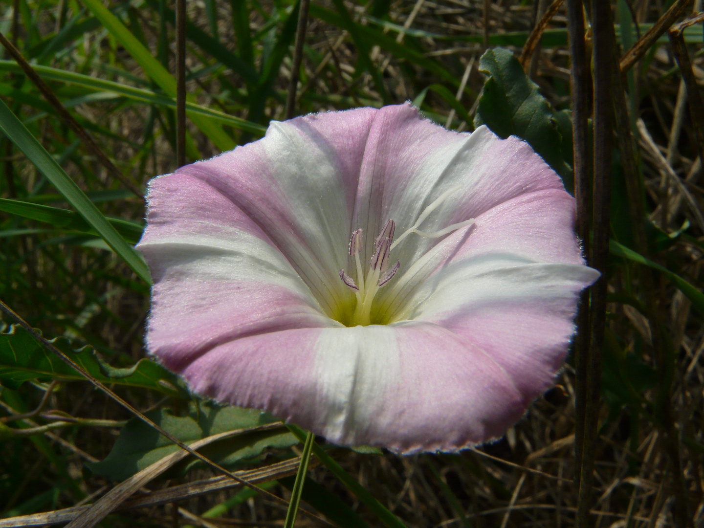 Ackerwinde in der Morgensonne