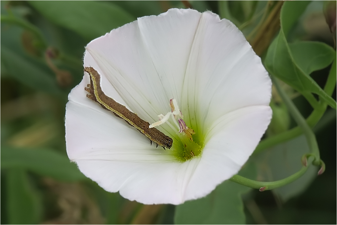  Ackerwinde mit Besuch