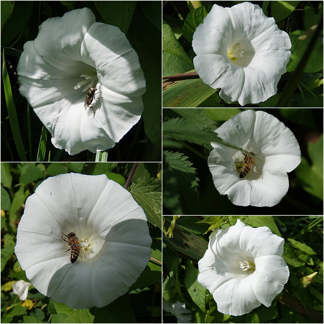 Ackerwinde mit Besucher