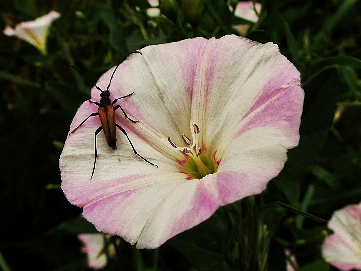 Ackerwinde mit Käfer