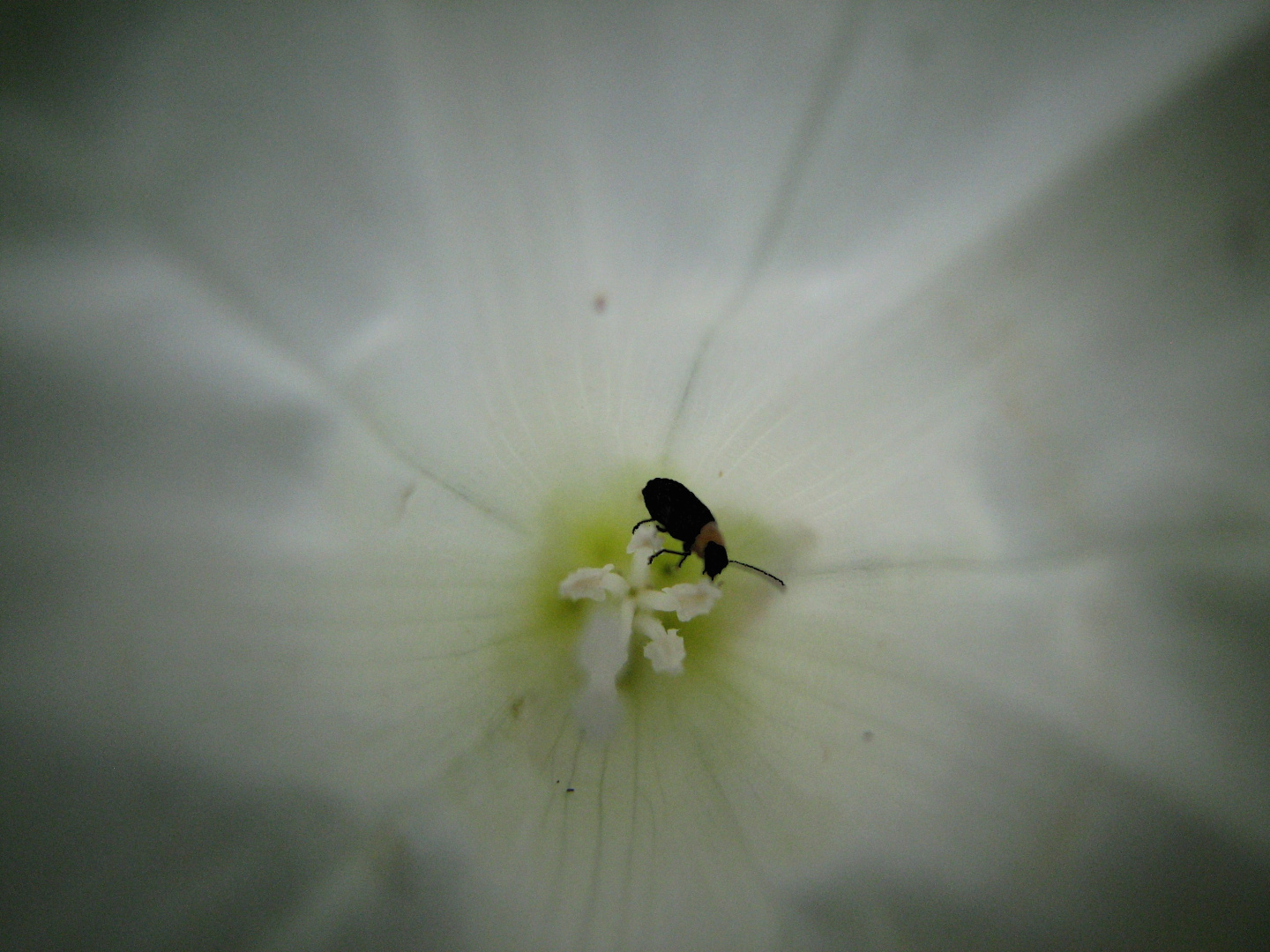 Ackerwinde mit Käfer