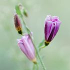 Ackerwinde_Convolvulus arvensis