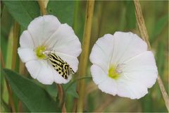  Ackerwinden-Bunteulchen