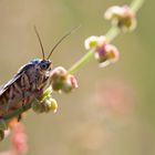 - Ackerwinden-Bunteulchen -