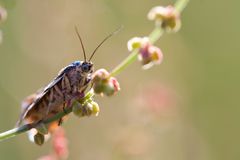 - Ackerwinden-Bunteulchen -