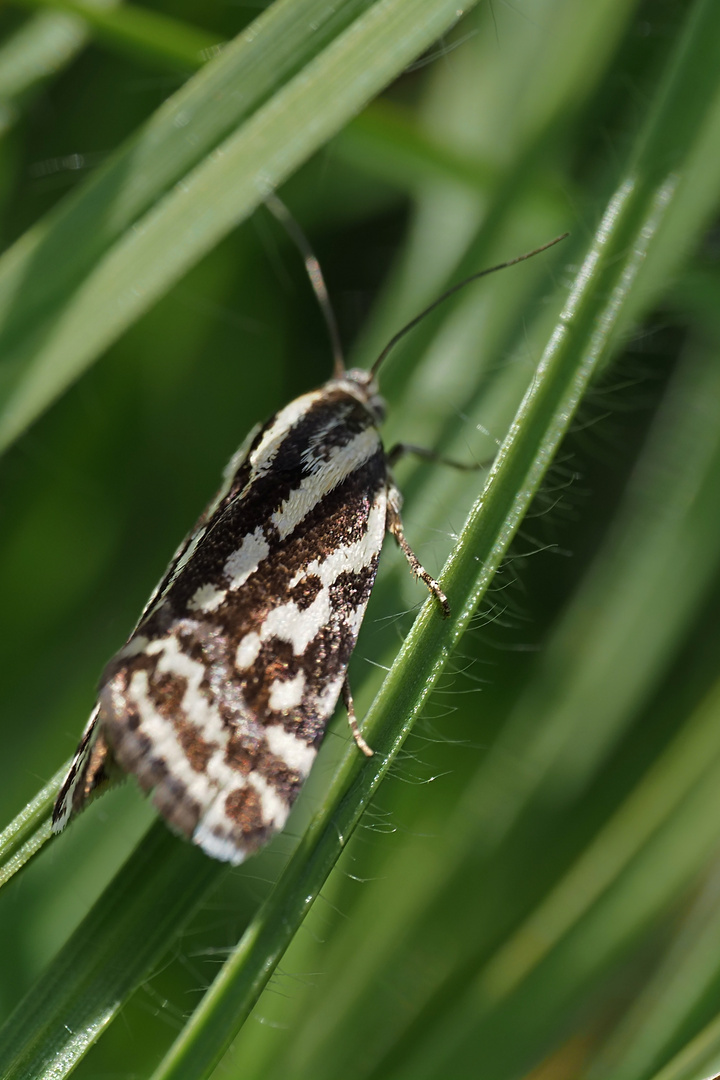 Ackerwinden-Bunteulchen, Acontia trabealis