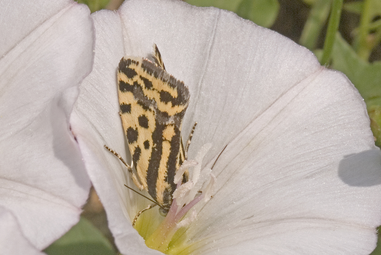 Ackerwinden-Bunteulchen (Acontia trabealis)