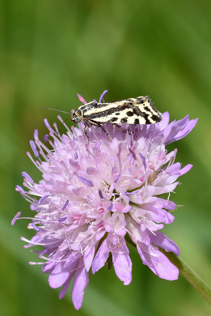 Ackerwinden-Bunteulchen (Emmelia trabealis)