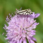 Ackerwinden-Bunteulchen (Emmelia trabealis)