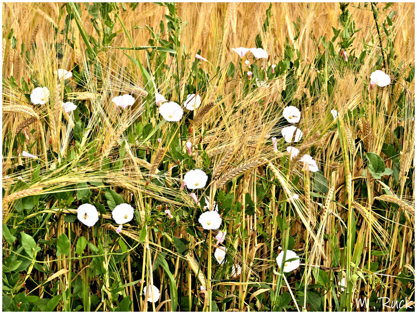 Ackerwinden im Getreidefeld ,